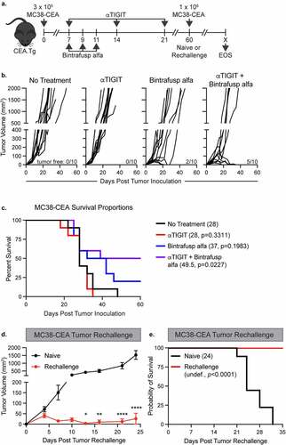Figure 2. αTIGIT and bintrafusp alfa combination therapy provides significant antitumor activity, increases survival, and provides immunologic memory. (a) Graphical representation of experimental design for MC38-CEA tumor studies. (b) MC38-CEA tumor growth curves and (c) survival proportions of CEA.Tg mice treated with αTIGIT (red line; n = 10), bintrafusp alfa (blue line; n = 10), αTIGIT + bintrafusp alfa (purple line; n = 10) or untreated controls (black line; n = 10). Numbers in parentheses indicate median overall survival in days. Tumor-free mice (red line; n = 7) from (c) were rechallenged with MC38-CEA cells and monitored for (d) tumor progression and (e) overall survival in comparison to naïve mice (black line; n = 10).