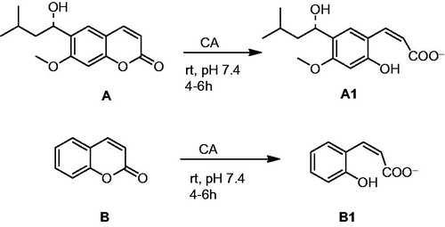 Figure 2. Formation of 2-hydroxy-cinnamic acids A1 and B1 by the CA-mediated hydrolysis of coumarin A and BCitation28,Citation41,Citation42.