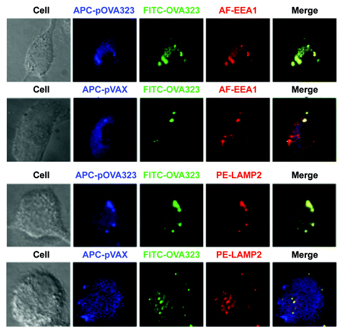 Figure 3. The co-localization of DNA and protein with EEA1 or LAMP2. JAWS II cells were co-treated with Cy5-pOVA323 + FITC-OVA323 or Cy5-pVAX + FITC-OVA323 for 5 h, then fixed and permeabilized with 0.1% Triton X-100 in PBS buffer. Cells were incubated with rabbit anti-EEA1 or rat anti-LAMP2 for 1 h and subsequently reacted with the Alexa Fluor 546-labeled goat anti-rabbit IgG or PE-labeled goat anti-rat IgG. Cells were observed using an inverted Nikon ECLIPSE IE2000-E confocal microscope.