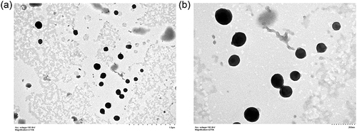 Figure 3 Transmission electron microscopy of SNEDDS. (a) Magnification: x110k, (b) magnification x270k.