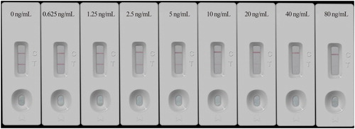 Figure 3. Series of pyrimethanil standard samples tested by developed ICTS and visual results examined after 10 min. The standard solutions of pyrimethanil at each final concentration of 0, 0.625, 1.25, 2.5, 5, 10, 20, 40, and 80 ng/mL in sample (0.1 M PBS, pH 7.4).
