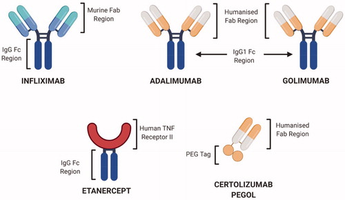Figure 7. Structural representation of selected FDA-approved anti-TNFα biologics. Infliximab, Adalimumab and Golimumab are complete antibodies while Etanercept is a fusion protein whereas Certolizumab pegol has a humanized Fab region, hence devoid of effector functions (Created with Biorender.com).