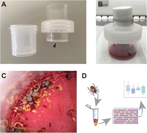 Figure 3. Blood-feeding unit for artificial membrane feeding of ticks. (A) Feeding unit with container and screw cap. The arrow head indicates the position of the membrane. (B) Feeding unit fully assembled with the arrow head indicating the position of the membrane. (C) Feeding Ixodes ricinus nymphs. Aggregation is observed as nymphs feeding closely to each other. (D) Methodological overview of virus infectivity assay. Ticks are homogenized and the homogenate is added to mammalian cells. The presence of virus is determined based on CPE.
