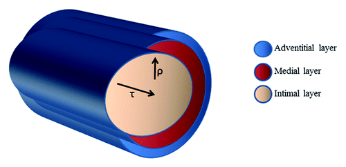 Figure 4. Mechanical and hemodynamic forces associated with blood flow: Shear stress (τ) is parallel to the vessel wall and represents the frictional force that blood flow exerts mainly on the endothelial surface of the vessel wall. Instead, cyclic stretch (ρ) is the stress perpendicular to the vessel wall and represents the circumferential deformation of the blood vessel wall during distension and relaxation of the recurring cardiac cycle.