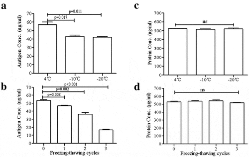 Figure 3. Comparison of dissolved antigen activity of vaccine before and after freeze exposure. (A) The antigen activity significantly decline in freezing damaged vaccine (p < 0.05), (B) Repeated freezing-thawing cycle significantly reduced the concentration of vaccine antigen(p < 0.01). (C and D) Consistent content of total protein were detected by BCA before and after freezing treatment. These results demonstrated the activity of antigen was decreased after freeze exposure. Error bars the standard deviation of three independent replicates.
