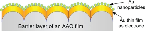 Figure 1 Schematic drawing of the proposed reductant and stabilizer free approach for gold nanoparticle synthesis.Abbreviation: AAO, anodic aluminum oxide.