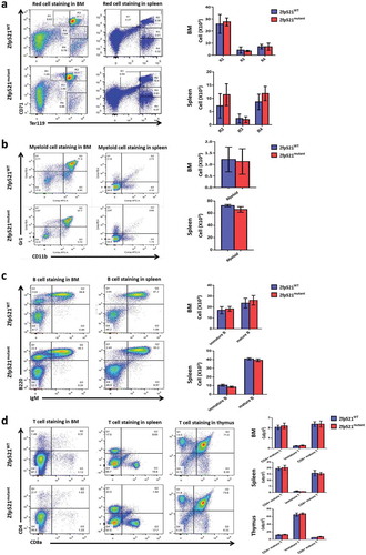 Figure 4. Zfp521 SUMOylation-deficient mice had normal mature blood cells in bone marrow, spleen and thymus. (a-c) Flow cytometric analysis and absolute number of different development stages of erythrocytes (a), myeloid cells (b), and B cells (c) in bone marrow (BM) and spleen of Zfp521mutant and Zfp521WT mice at 7 weeks of age. (d) Flow cytometric analysis and absolute numbers of T cells in BM, spleen, and thymus of Zfp521mutant and Zfp521WT mice at 7 weeks of age. Data were from two independent experiments (n = 4, per experiment) and present as mean ± SD.