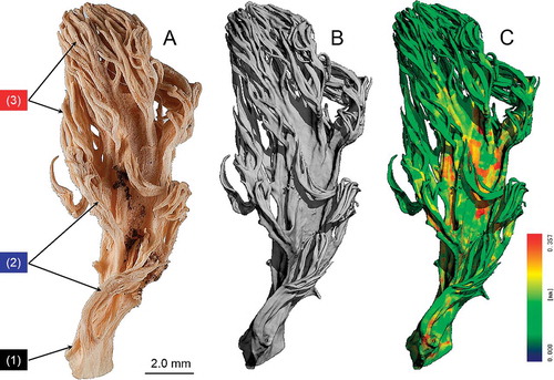 Fig. 3. 3-D reconstructions and visualizations based on micro-CT imagery of a Hericium coralloides basidioma sample. A. Fixed and critical-point dried sample. Three histo-anatomical features can be recognized on the optical image (CitationPallua et al. 2014): basal branch (1), side branches (2), and end branch structures (3). B. 3-D surface rendered image of the micro-CT-dataset processed by a connected component algorithm to ignore irrelevant structures such as small pieces caused by the inherent image noise. C. 3-D surface rendered image of the spatial thickness distribution (0–357 μm).