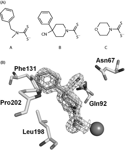 Figure 1. (A) Structure of DTCs A–C used as lead molecules in the present study. (B) Electronic density for the adduct of dithiocarbamate B bound within the active site of hCA IICitation40,Citation41. The zinc ion is shown as the central sphere and the amino acid residues involved in the binding are evidenced and numbered (hCA I numbering system)Citation40. The zinc ligands (except the sulfur from the DTC compound), His94, 96 and 119, are not shown for the sake of simplicity.