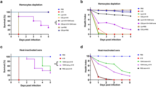 Figure 6. The effect of haemocytes depletion and complement inactivation on larval survival. Larvae were either injected with CDLip to deplete haemocytes or injected with Lip as a control 24 hours before infection (a&b). Sera were untreated or heat-inactivated at 56°C for 30 minutes before co-incubated with bacteria (c&d). a) The effect of haemocytes depletion on G. mellonella larval survival. b) Health index scores of haemocytes depletion larvae infected with a lethal dose of Brucella. c) The effect of complement inactivation on G. mellonella larval survival. d) Health index scores of larvae infected with a lethal dose of Brucella strain A19 pre-incubated with complement inactivated immune sera. Significant differences between the Kaplan-Meier curves were identified with the log-rank test (GraphPad Prism). **P < 0.01.