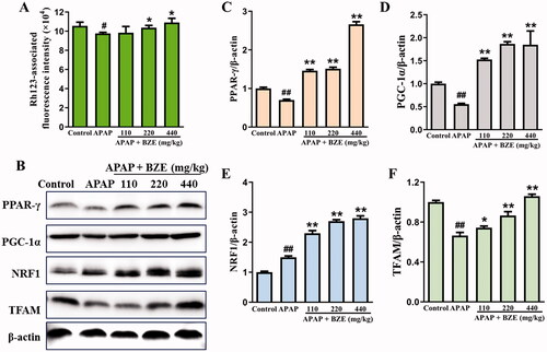 Figure 6. Effects of BZE on the APAP-induced mitochondrial membrane potential and mitochondrial biosynthesis-related proteins. (A) The measurement of mitochondrial membrane potential; (B) representative protein bands; (C–F) the relative expression levels of PPAR-γ, PGC-1α, NRF1 and TFAM (means ± SD, n = 6). #p < 0.05, ##p < 0.01 compared to control group; *p < 0.05, **p < 0.01 compared to APAP group. APAP: acetaminophen; BZE: extract of Bianliang ziyu flower.