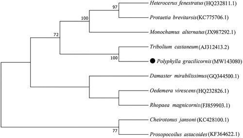 Figure 1. Phylogenetic tree of 10 mitochondrial genes sequences, Number above each node indicates the bootstrap support values with 1000 replicates. Polyphylla gracilicornis is represented by black circle.