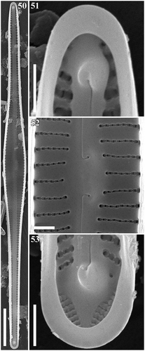 Figs 50–53. Gomphonema woltereckii, Lake Matano, Indonesia, SEM, internal views. Fig. 50. Whole valve. Fig. 51. Head pole. Fig. 52. Details of valve at centre. Fig. 53. Foot pole with pore field. Scale bars: Fig. 50, 20 µm; Figs 51–53, 1 µm.