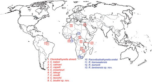 Figure 8. Map showing the global distribution of species of the genera Cteniobathynella and Racovitzaibathynella.