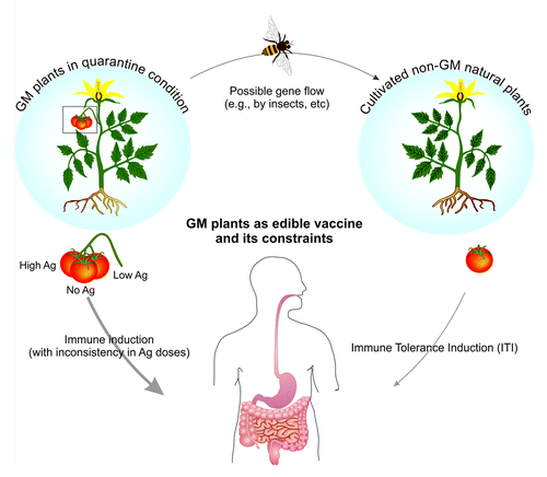 Figure 1. Plant platform limitations of genetic manipulated plant in production of edible vaccines. Plant-based edible vaccines appear to associate with production: vaccine dosage inconsistency, environmental risks and ITIimmune tolerance induction.