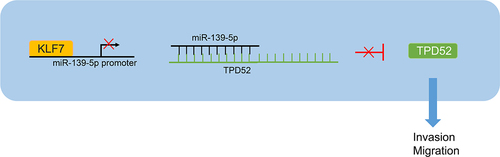 Figure 7. KLF7 is highly expressed in CRC cells and inhibits miR-139-5p expression by binding to the miR-139-5p promoter, thereby reducing the targeted inhibition of miR-139-5p on TPD52 and increasing TPD52 expression, ultimately enhancing the invasion and migration of CRC cells.