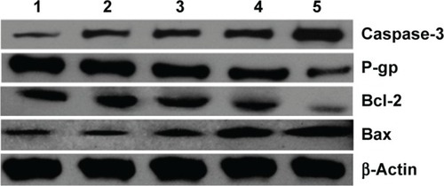 Figure 11 The expressions of apoptosis-related proteins (Bax, Bcl-2, and caspase-3) and P-gp after treatment. 1, saline; 2, DNR; 3, DNR+GA; 4, DNR-Cys-CdTe NPs; 5, DNR-GA-Cys-CdTe NPs. The results were normalized by β-actin expression.Abbreviations: Cys, cysteamine; CdTe, cadmium-tellurium; DNR, daunorubicin; GA, gambogic acid; NPs, nanoparticles.