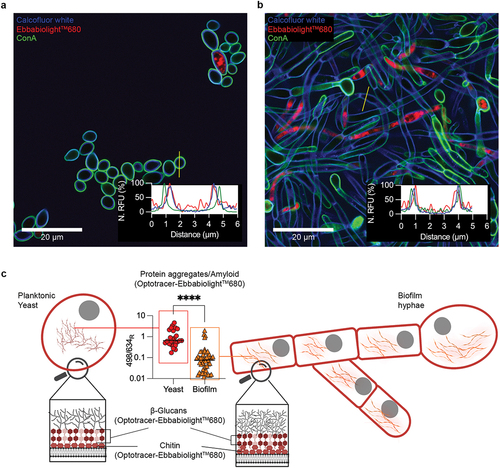 Figure 7. Optotracing analysis of different yeast lifestyles. Optotracing of (a) yeast cells and (b) biofilms using EbbaBiolightTM680. Surface attached yeast cells, grown for 72 h in Sabouraud Dextrose Broth supplemented with EbbaBiolightTM680, were stained with Calcofluor white (blue) and Concanavalin A (ConA) (green) prior to fluorescence confocal microscopy. Cell walls, to which EbbaBiolightTM680 had bound, can be made visible in post-imaging enhancements of the fluorescence micrographs. Embedded in (a) and (b) are line profiles showing the normalized fluorescence intensities (N. RFU) of EbbaBiolightTM680 (red), Calcofluor white (blue) and ConA (green) at locations indicated by the yellow lines. (c) Schematic summary showing the cellular structures and organelles in yeast cells and biofilms detected by EbbaBiolightTM680. The embedded graph shows the different photophysical properties of EbbaBiolightTM680 when bound to intracellular amyloid protein in yeast cells and biofilm. Data represents the ratio of emission intensities at 498 nm and 634 nm (498/634R) at 26 regions of interest (ROI) in yeast cells (red circles) and 51 ROI in biofilm (orange triangles) from three independent experiments. The mean of all ROIs is shown, **** denotes P-value < 0.0001. Panels (a, b) are reprinted and panel (c) is adapted from Kärkkäinen et al. 2022 [Citation122], (open access CC by 4.0).