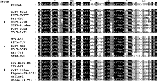 Figure 3.  Comparison of the deduced amino acid sequences of the RdRp protein region corresponding to the parrot-derived sequence. The sequences were aligned using ClustalX and displayed using Genedoc. The comparison comprises selected species of coronaviruses representing each of the coronavirus groups, 1, 2 and 3. Where the sequences of more than one strain of a coronavirus species were available (e.g. MHV [murine hepatitis virus]), a representative sequence, identical to that of the other strains that are not included in the figure, has been used in this figure. The accession numbers of the sequences used are parrot coronavirus AV71/99 (accession number DQ233651), IBV Beau-CK (M94356), IBV LX4 (AY338732), TCoV VR911 (AF124991), pigeon coronavirus 03-653 (AJ854132), mallard duck coronavirus (AJ854130), greylag goose coronavirus 04-V48 (AJ854158), HCoV-NL63 (AY567487), PEDV CV777 (AF353511), bat coronavirus (AY864196), human coronavirus HCoV-229E (AF304460), porcine transmissible gastroenteritis virus TGEV Purdue (AJ011482), feline coronavirus (FcoV) UCD2 (AF124987), canine coronavirus (CcoV)1-71 (AF124986), MHV-A59 (AY700211), rat sialodacryoadenitis (RSDA) coronavirus (AF124990), bovine coronavirus (BcoV) Mebus strain (U00735), HCoV-OC43 (AF124989), haemagglutinating encephalomyelitis virus (HEV) strain 741 (AF124988) and SARS coronavirus, strain Urbani (AY278741).