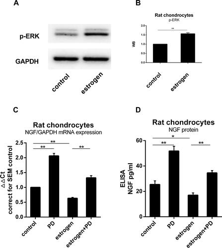 Figure 4 ERK1/2 was involved in the process of estrogen down-regulating NGF expression and release. (A) Protein was isolated from estrogen-treated chondrocytes, and p-ERK content was analyzed by WB, emerging a higher level than non-treated group. (B) WB results were quantified and presented in column graph style. Difference between two groups were seen clearly. (C) NGF mRNA expression in cultured with PD increased to 1.41Ct (2.07±0.1 fold) than non-treated. Estrogen-decreased NGF level was inhibited by PD. (D) NGF protein release paralleled with mRNA tendency. All data were shown as mean ± SEM from three independent experiments.