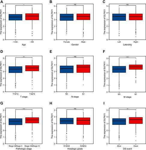 Figure 3 Relationships between SLFN11 expression levels and clinicopathological features. High expression was observed in patients with an advanced age (A), T3-T4 stage disease (D), distant metastases (F), a high pathological stage (G) and fatal events (I); no significant correlation with gender (B), location (C), lymph node metastasis (E), or histological grading (H) was identified. *p < 0.05, **p < 0.01, ***p < 0.001.