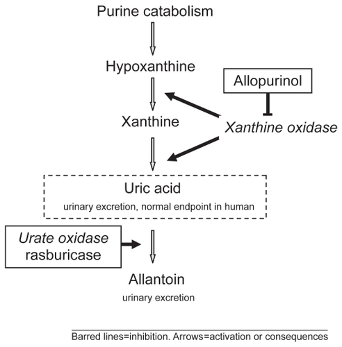 Figure 1 Purine catabolic pathway and site of action of allopurinol and rasburicase.