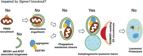 Figure 14. Schematic interpretation of the impact of Sigmar1 KO on mitophagy/autophagy in NSC34 cells.Based on the data presented in this report, Sigmar1 KO in NSC34 cells did not impair the early events of mitophagy and autophagy, including PINK1 stabilization and PRKN recruitment, mitochondria engulfment into phagophores, BECN1 and ATG7 protein levels, and phagophore membrane closure; Sigmar1 KO did not reduce lysosomal functions either. Rather, the data pointed to partial impairment of the autophagosome-lysosome fusion event. The exact molecular function of SIGMAR1 in this process remains to be elucidated.