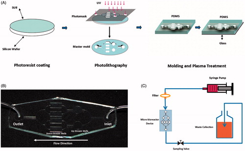 Figure 1. Schematic fabrication and assembling of micro-bioreactor device platform to study effects of shear stress and cell–cell interaction on hepatic differentiation. (A) A thin uniform layer of SU-8 photoresist is spin-coated on a silicon wafer and then overlaid with photomask. The photomask protects some regions of the SU-8 and exposes others during exposure to high-intensity UV light. Unexposed SU-8 completely removed with isopropanol and microscale pattern remained on the wafer (master mold). PDMS pre-polymer and curing agent solution is cast on the master mold, polymerized and peeled off. The PDMS mold was assembled and sealed to cleaned glass slide by plasma bonding. (B) The fabricated device. (C) Micro-bioreactor device assembling for continuous perfusion of differentiation media and waste collection.