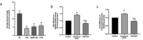 Figure 5. Senescence is associated with reduced telomere length and increased oxidative stress. Compared to young cells (p5), the average telomere length is markedly reduced in senescent (p20) cells. Treatments of p16 cells with BIRB-796, a p38MAPK inhibitor and a senomorphic or a cocktail of senolytics (dasatinib and quercetin; D + Q) until p20 failed to negate the effect of senescence on telomere length (a). Increases in NADPH oxidase activity and superoxide anion generation confirm that senescent cells have oxidative stress. Treatment with VAS2870, an inhibitor of NADPH oxidase, neutralize the effect of senescence on both parameters (b, c). Data are expressed as mean ± SEM from three independent experiments. *P < .05 compared to p5 BMECs. # P < .05 compared to p20 BMECs.