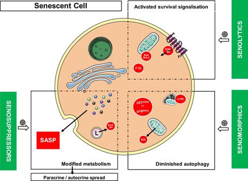 Figure 3 Current approaches in research on senolytics. This figure illustrates different pathways currently known as involved in cellular senescence. Modified metabolism in senescent cells can be identified with the SASP production. Senosuppressors mostly target the SASP secretion, whereas senomorphics limit cell cycle deregulation and oxidative stress. Senolytics also target the apoptosis resistance dysregulation.