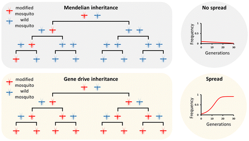 Figure 1. Mendelian inheritance vs. gene drive inheritance. In mosquitoes, as for any other sexually reproducing organism, genetic elements in heterozygosis have a 50 percent chance of being inherited by the progeny and therefore its frequency remains constant in the population, or more likely, it is gradually lost if the transgene carries a cost (upper panel). A gene drive results in most or all progeny of heterozygotes receiving the driving genetic element, this allows the modification to spread rapidly throughout the population over a few generations (lower panel).