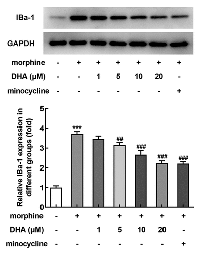 Figure 2. DHA inhibited morphine-induced microglial activation in BV-2 cells