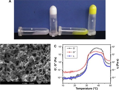 Figure 3 Characterization of EGF-Cur-NP/H.Notes: (A) Photographs of the black hydrogel (a), EGF-Cur-NP/H (c) exhibiting a free-flowing sol at 25°C and a solid-like gel after being heated to 37°C (b, d); (B) SEM image of EGF-Cur-NP/H; (C) rheology analysis of EGF-Cur-NP/H as a function of temperature.Abbreviations: EGF, epidermal growth factor; NP, nanoparticle; H, hydrogel; Cur, curcumin; SEM, scanning electron microscopy; G′, storage modulus; G″, loss modulus; η, viscosity.