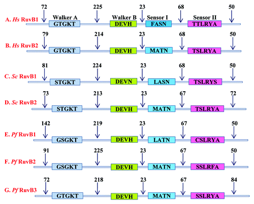 Figure 3. Conserved motifs of RuvBs from P. falciparum, yeast and human. After multiple sequence alignment of PfRuvBs with yeast and human RuvBs, basic architecture of RuvBs was prepared manually. The name of various motifs with conserved amino acid sequence is written. The numbers denote the N and C-terminal and distances between the conserved motifs.