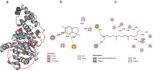 Figure 5. Molecular docking studies on compounds from leaf essential oil against LasR. (a) Global docking of leaf compounds against LasR (b) 1 H-Indene-2,3-dihydro-1,1,5,6-tetramethyl (c) 2-Pentadecanone-6,10,14-trimethyl.