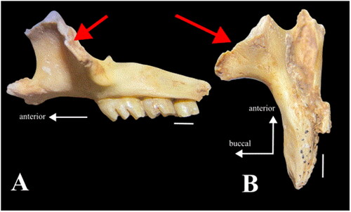 Figure 3. Notomys magnus sp. nov. A, QM F55835. Holotype. Left maxilla in left lateral view. B, The same in dorsal view, highlighting the proximal part of the zygomatic arch. Red arrows point to the broken part of the zygomatic arch, indicating the presence of additional missing bone from which it is inferred that the overall thickness of the anterior zygomatic arch would have been thicker.