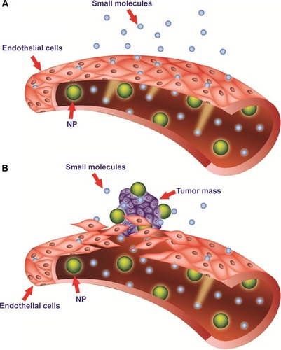 Figure 2 Targeting of nanomedicines by the enhanced permeability and retention (EPR) effect.Notes: Differences between normal (A) and tumor (B) vessels are depicted. Tumor vessels contain large fenestrations between the endothelial cells: this structural characteristic allows the nanoparticles (NPs) to reach the matrix and the tumor cells by the EPR effect. Conversely, normal tissue contains tightly joined endothelial cells: this prevents the diffusion of NPs outside the blood vessels.