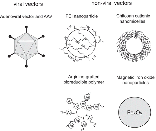 Figure 1. Viral and non-viral vectors for the treatment of renal fibrosis in vivo.