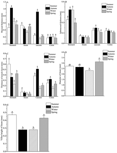 Figure 3. Seasonal variations of histological parameters of the GI tract of ground squirrel. Groups with different letters in each cluster are significantly different (p < 0.05).