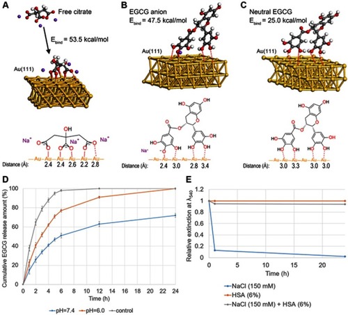 Figure 2 DFT-optimized ligand geometries on the Au(111) model surfaces and in vitro release assay. (A) Free citrate and citrate absorbed on the gold surface. (B) EGCG anion absorbed on the gold surface. (C) Neutral EGCG absorbed on the gold surface. (D) In vitro release of EGCG in PBS (pH 7.4 and pH 6.0) for EGCG-GNP and free EGCG solution. (E) Relative extinction at wavelength 540 nm of EGCG-GNP in 150 mM NaCl, 6% HSA, and their mixture measured at 1 and 24 h.Abbreviations: DFT, density functional theory; PBS, phosphate buffered saline; HSA, human serum albumin.