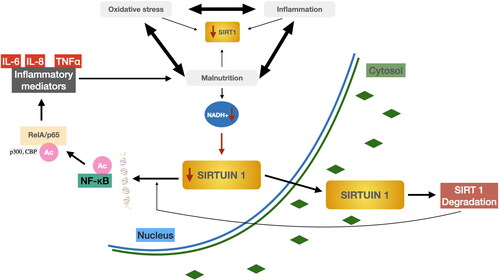 Figure 6. Possible factors that stimulate a decrease in SIRT1 expression in the body Degradation of SIRT1 by NAD + waste with simultaneous acetylation of NF-KB and ReIA/p65 and release of inflammatory mediators. Authors’ own study based on literature Abdelmohsen et al. (Citation2007).