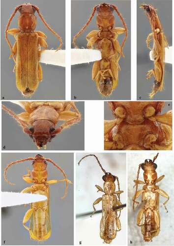 Figure 3. Smodicum parandroides Bates, 1884. (a–e) Male from Mexico (Chiapas): (a) Dorsal habitus; (b) Ventral habitus; (c) Lateral habitus; (d) Head, frontal view; (e) Prosternal and mesoventral processes. (f) Male from Honduras, ventral habitus. (g–h) Male from Nicaragua: (g) Dorsal habitus; (h) Ventral habitus. Images g–h by Jean-Michel Maes