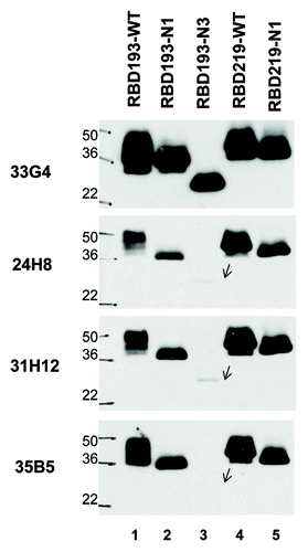 Figure 5. Antigenicity of yeast-expressed RBD proteins. To detect antigenicity of yeast-expressed RBDs (2 µg for each protein), we used mAbs specific for the conformational epitopes of SARS-CoV RBD and western blot. The mAbs 35B5 (Conf IV), 33G4 (Conf V), 24H8 (Conf I), and 31H12 (Conf II) at 0.2 µg/ml were used for the test. Wild-type SARS-CoV RBD protein expressed in 293T cells (RBD193-WT) was included as the positive control. Protein molecular weight marker (Marker) was indicated on the left.