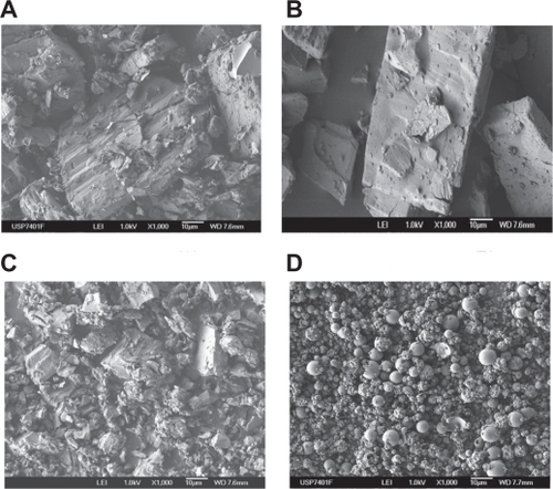 Figure 7 Scanning electron microscopy images of A) captopril (CAP)/α-cyclodextrin (CD):physical mixture, B) CAP/β-CD:physical mixture, C) CAP/α-CD:kneading method, and (D) CAP/β-CD:spray-dried.