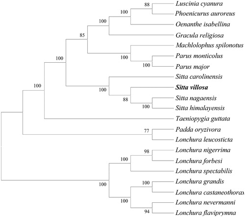 Figure 1. Evolutionary analysis by the maximum likelihood method based on complete mitochondrial genomes of 21 species in Passeriformes. GenBank accession numbers as follows: Luscinia cyanura (KF997864.1), Phoenicurus auroreus (KF997863.1), Oenathe isabellina (NC_040290.1, Gracula religiosa (JF937590.1), Machlolophus spilonotus (KX388476.1), Parus monticolus (KX388481.1), Parus major (NC_040875.1), Sitta carolinensis (KJ909195.1), Sitta villosa (this study), Sitta nagaensis (NC_042731.1), Sitta himalayensis (NC_042730.1), Taeniopygia guttata (DQ453515.1), Padda oryzivora (KT633398.1), Lonchura leucosticta (MF770331.1), Lonchura nigerrima (MF770449.1), Lonchura forbesi (MF770385.1), Lonchura spectabilis (MF770460.1), Lonchura grandis (MF770405.1), Lonchura castaneothorax (MF770362.1), Lonchura nevermanni (MF770441.1), and Lonchura flaviprymna (MF770374.1).