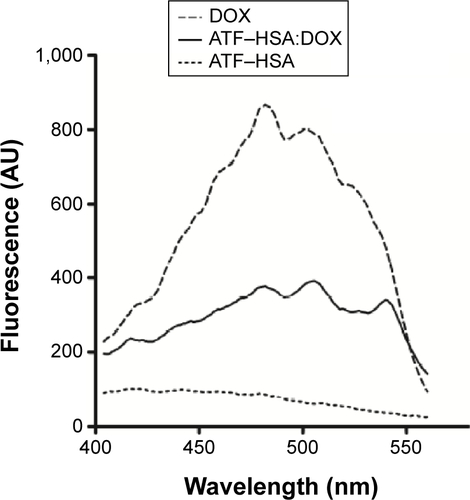 Figure S2 Fluorescence excitation spectra of DOX, ATF–HSA:DOX, and ATF–HSA.Notes: Fluorescence excitation spectra of DOX (5 μM), ATF–HSA:DOX (5 μM), and ATF–HSA (5 μM) in phosphate-buffered saline. λex was scanned from 400–550 nm by fixing λem at 590 nm. These results demonstrated that the fluorescence of DOX and ATF–HSA:DOX can be excited using the green fluorescent protein filter at 445–490 nm in an in vivo fluorescence imaging experiment.Abbreviations: ATF, amino-terminal fragment of urokinase; DOX, doxorubicin; HSA, human serum albumin.