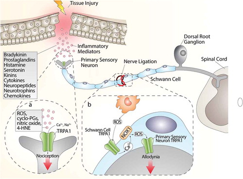 Figure 3. (a) Tissue injury generates a series of inflammatory agents, including reactive oxygen (ROS), nitrogen (nitric oxide) and carbonylic (4-hydroxy-2-nonenal, 4-HNE) species, bradykinin, prostaglandins, histamine, serotonin, kinins, cytokines, neuropeptides, and neurotrophins and chemokines. Some of these agents, such as ROS, cyclopentenone-prostaglandins (cyclo-PGs), nitric oxide, and 4-HNE, directly gate the channel, whereas other agents indirectly modulate TRPA1 activity, thus promoting intracellular signaling cascades. Activation of both pathways contributes to the generation of acute pain. (b) The injured nerve trunk releases proinflammatory chemokines, which recruit activated macrophages within the lesioned area. Phagocyte-dependent oxidative stress (ROS) activates TRPA1 in Schwann cells, which evokes a calcium (Ca2+)-dependent, NADPH oxidase 1 (NOX1)-mediated amplification of hydrogen peroxide (H2O2) release, which targets nociceptor TRPA1 to signal mechanical allodynia