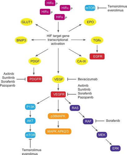 Figure 1 Biological pathways and targets for molecular targeted agents in renal cell carcinoma.