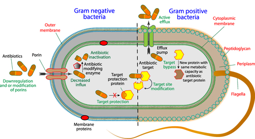 Figure 2 Overview of different molecular mechanisms of MDR in bacteria. The downregulation of transmembrane proteins or changes in their structure lead to decreased influx of antibiotics. The number or activity of transmembrane efflux pumps increased, exporting the antibiotics out of the cell to minimize their intracellular concentration. Some of the enzymes either modify or degrade antibiotics by hydrolysis or transfer of some chemical groups and thereby rendering it ineffective. The target site alterations of specific proteins by mutation of genes encoding the protein target or changes in binding site. The target bypass involves the binding of antibiotic to a new protein, without inhibiting its activity. A physical association of target protection proteins with antibiotic target proteins relieve it from antibiotic-mediated inhibition.