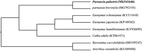 Figure 1. Bayes inference phylogenetic tree of P. palustris with seven species in Celastraceae, Oxalidaceae, and Malpighiaceae was constructed by chloroplast genome sequences. All the branches were supported by 100% bootstrap values.